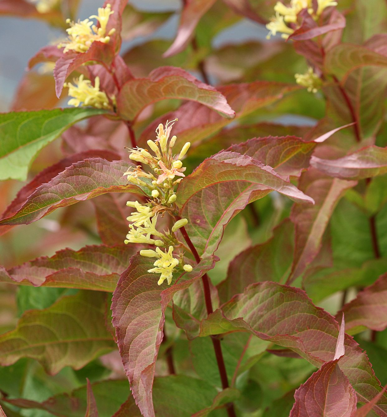 Kodiak® Orange Bush Honeysuckle Natorp's Online Plant Store